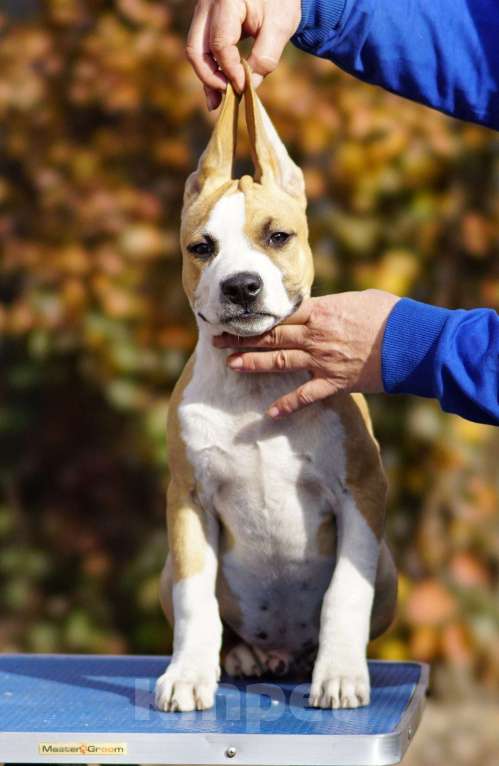 Собаки в Оренбурге: Щенки Амстаффа РКФ Мальчик, Бесплатно - фото 2