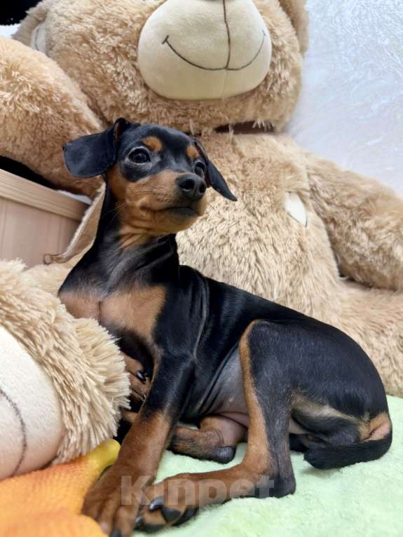 Собаки в Москве: Щенок пражский крысарик Девочка, Бесплатно - фото 3