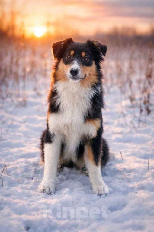 Собаки в Туле: Щенки австралийской овчарки Девочка, 40 000 руб. - фото 3
