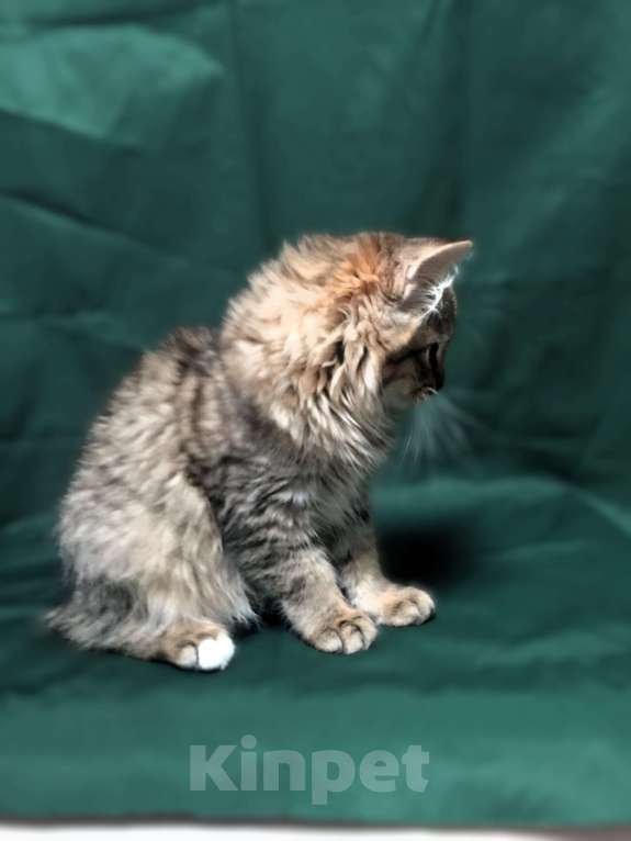 Кошки в Санкт-Петербурге: Сибирские котята Мальчик, 45 000 руб. - фото 9