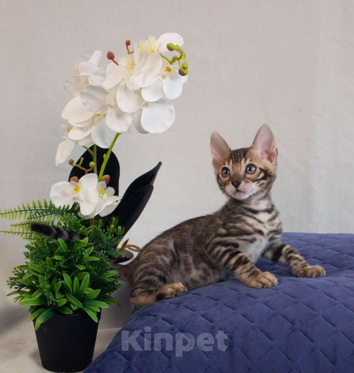 Кошки в Санкт-Петербурге: Бенгальские котята Мальчик, 50 000 руб. - фото 3