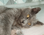 Кошки в Казани: Котенок в добрые руки СРОЧНО Мальчик, Бесплатно - фото 2