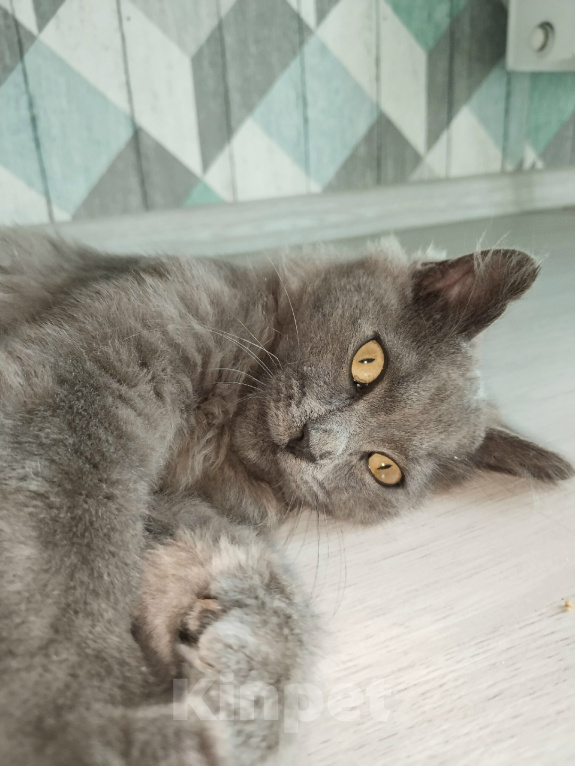 Кошки в Казани: Котенок в добрые руки СРОЧНО Мальчик, Бесплатно - фото 2