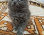 Кошки в Майкопе: Котенок в добрые руки Девочка, 10 руб. - фото 3