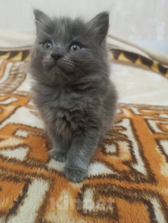Кошки в Майкопе: Котенок в добрые руки Девочка, 10 руб. - фото 3