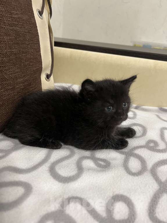 Кошки в Подольске: Котик Бобтейл  Мальчик, 5 000 руб. - фото 7