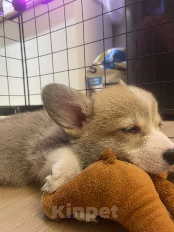 Собаки в других городах Нижегородской области: Корги Девочка, 55 000 руб. - фото 3