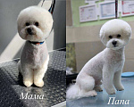 Собаки в Москве: Девочки бишоны Девочка, 50 000 руб. - фото 4