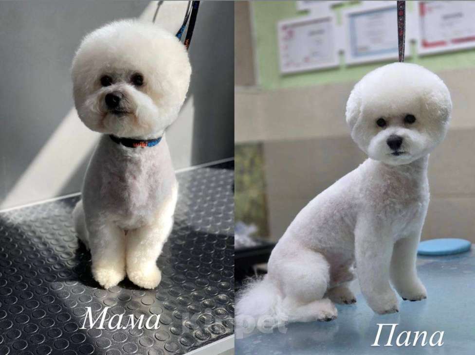 Собаки в Москве: Девочки бишоны Девочка, 50 000 руб. - фото 4