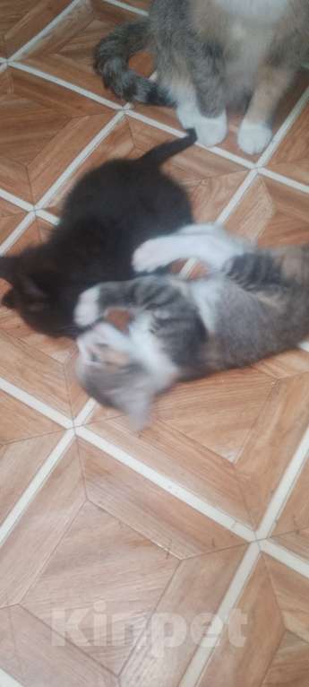 Кошки в Нижнем Новгороде: Отдам котят в добрые руки, два мальчика и одна девочка, возраст 1,5 месяца к лотку приучены. Мальчик, Бесплатно - фото 4