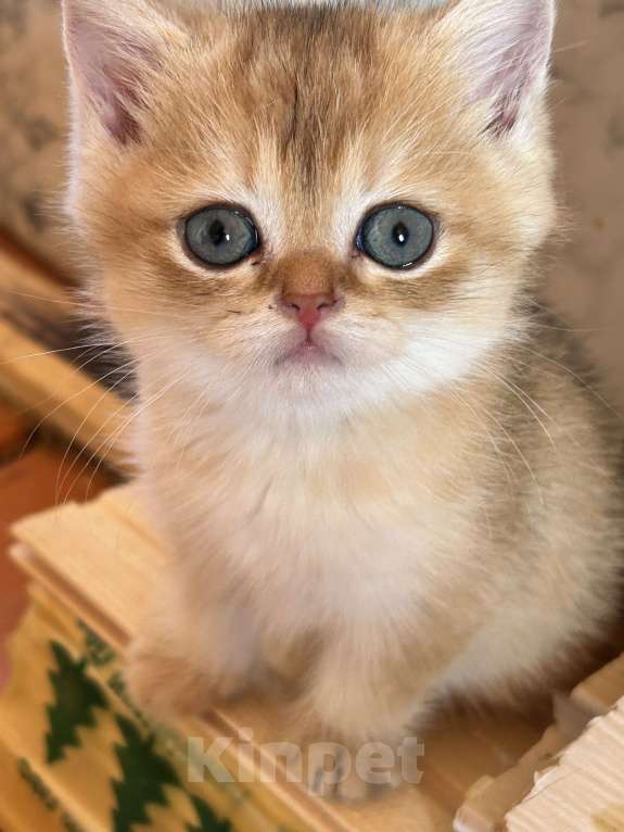 Кошки в Казани: Котик Мальчик, 25 000 руб. - фото 2