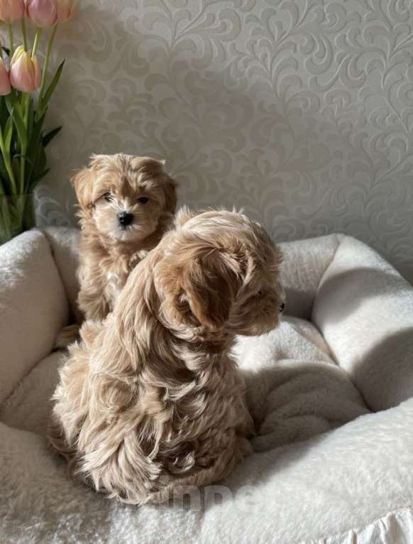 Собаки в Одинцово:  мальтипу  Мальчик, 550 000 руб. - фото 3