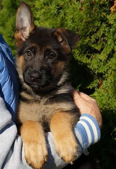 Собаки в Санкт-Петербурге: Щенок немецкой овчарки, подрощенная сука, документы РКФ Девочка, 45 000 руб. - фото 2
