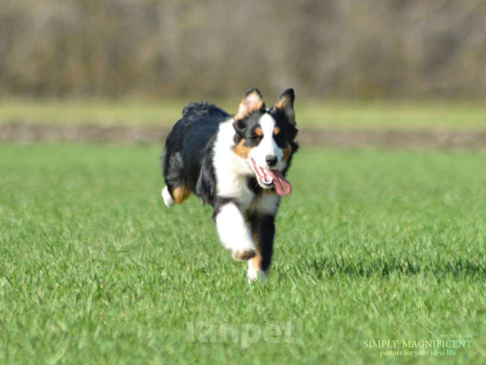 Собаки в других городах Московской области: Щенок австралийской овчарки Девочка, Бесплатно - фото 5