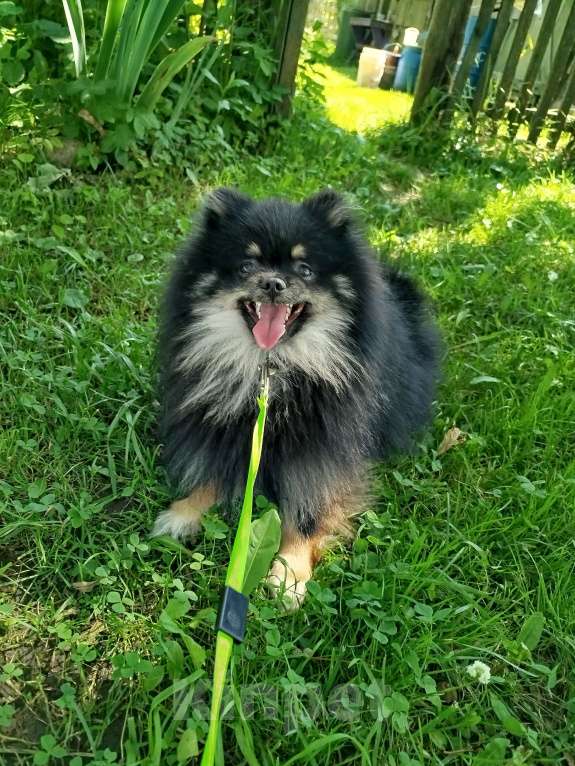 Собаки в Москве: Померанский шпиц мальчик Мальчик, 25 000 руб. - фото 3