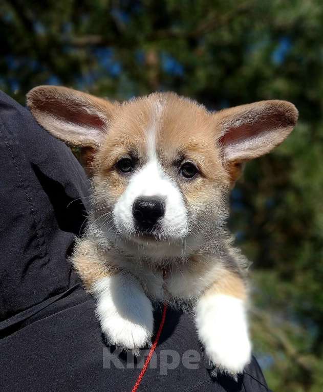 Собаки в Шуе: Щенок вельш корги пемброк Мальчик, Бесплатно - фото 3