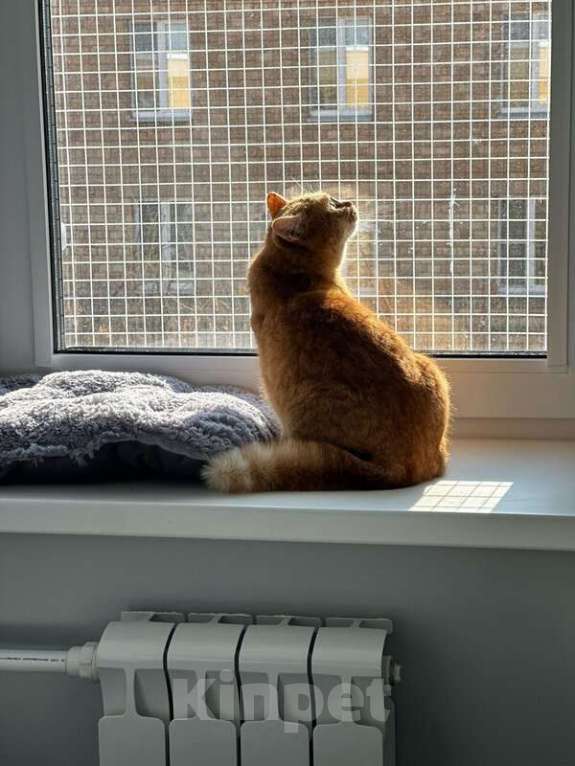 Кошки в Москве: Рыжая красотка с характером срочно ищет дом! Девочка, Бесплатно - фото 4