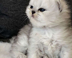 Кошки в Уфе: Шотландские котята купить недорого Девочка, 800 руб. - фото 3