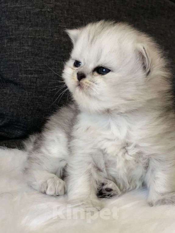 Кошки в Уфе: Шотландские котята купить недорого Девочка, 800 руб. - фото 3