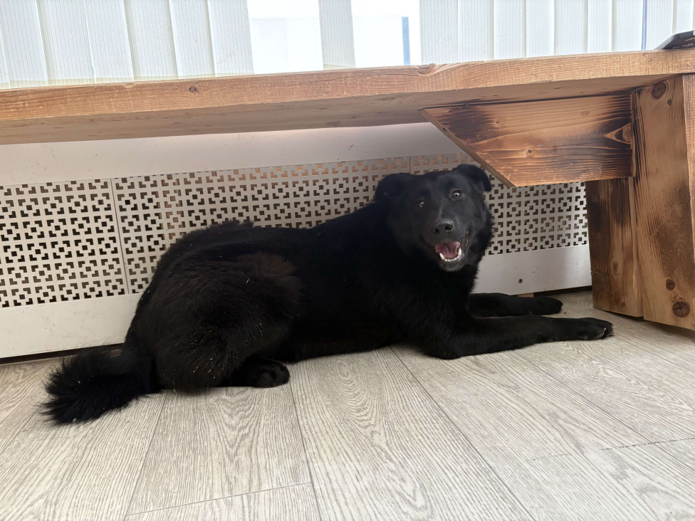 Собаки в Москве: Скромная прилежная Норла ищет семью Девочка, Бесплатно - фото 7