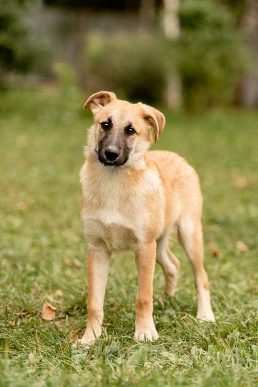 Собаки в Москве: Щенки метисы овчарки в добрые руки Мальчик, Бесплатно - фото 3