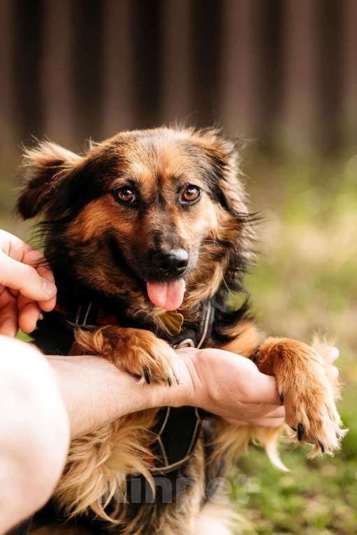 Собаки в Москве: Маленькая пушистая собачка Афелия в дар Девочка, 1 руб. - фото 5