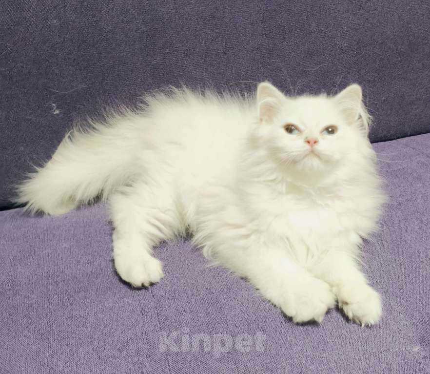 Кошки в Москве: Голубая золотая шиншилла пойнт Мальчик, 40 000 руб. - фото 1