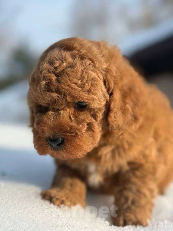 Собаки в Долгопрудном: Пуделя щенок той рыжий БАНТИК Мальчик, 75 000 руб. - фото 1