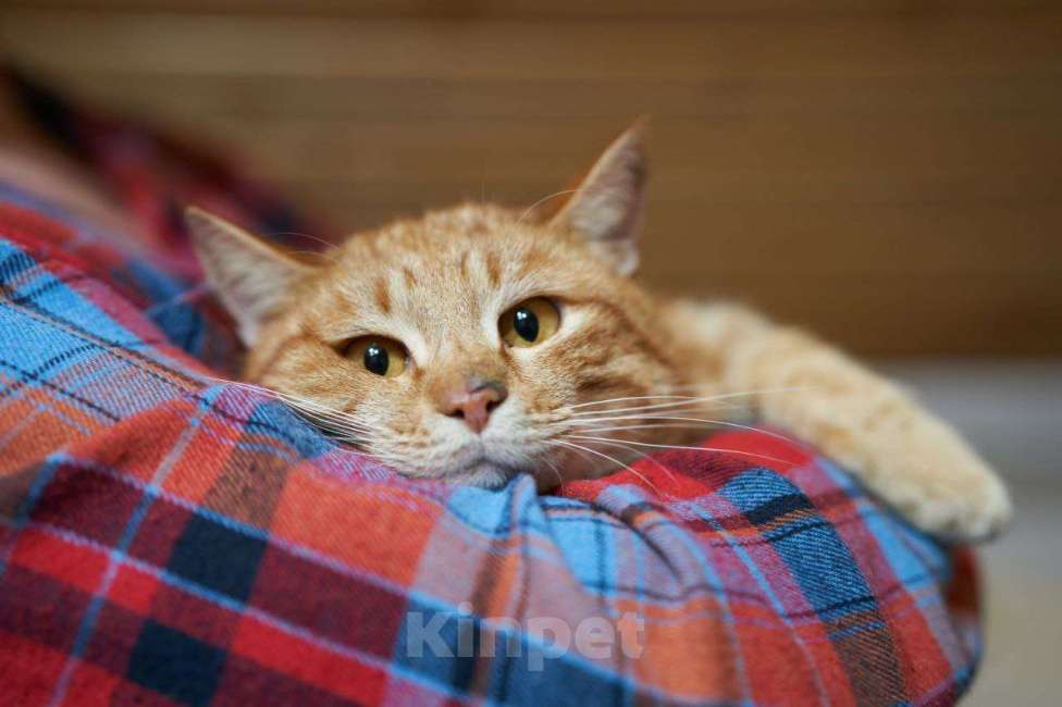 Кошки в Москве: Прекрасный, рыжий кот в поисках семьи. Мальчик, Бесплатно - фото 1