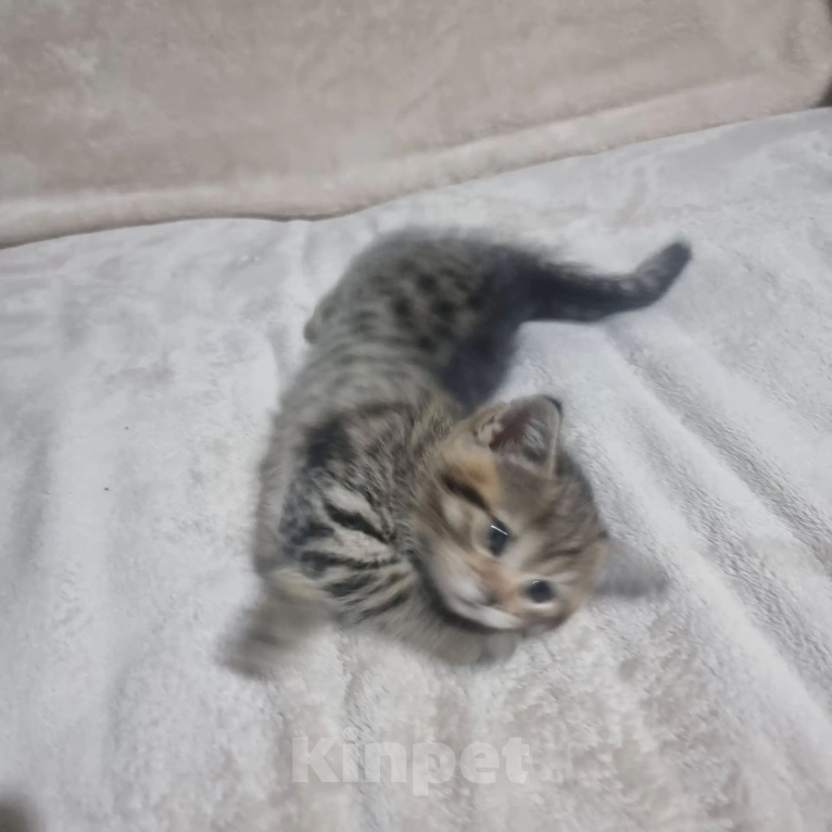 Кошки в Пушкино: Девочка, кошечка! Девочка, 10 000 руб. - фото 2