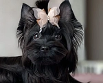 Собаки в Москве: Черный йорк щенок мальчик Мальчик, Бесплатно - фото 1