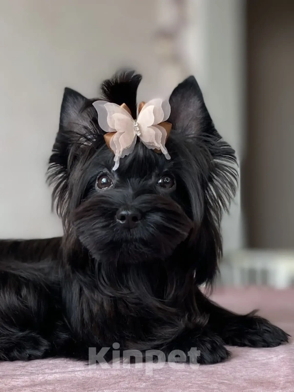 Собаки в Москве: Черный йорк щенок мальчик Мальчик, Бесплатно - фото 1