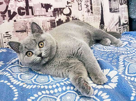 Британский голубой котик, Gek TinArden*RU