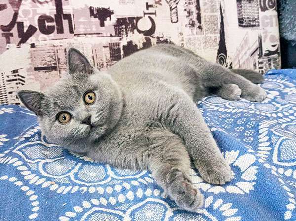Кошки в Москве: Британский голубой котик, Gek TinArden*RU Мальчик, 30 000 руб. - фото 1