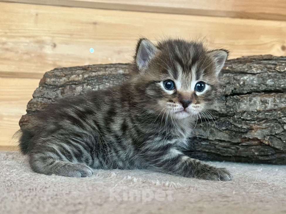 Кошки в других городах Московской области: Samurai Мальчик, 50 000 руб. - фото 2