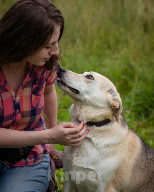 Собаки в Солнечногорске: Жизнерадостная, ласковая девчонка. Семейная собака Девочка, Бесплатно - фото 3