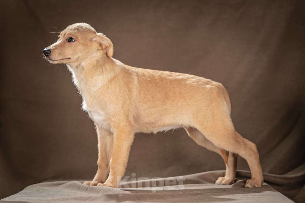 Собаки в Клине: Молли — ласковая красавица станет вашим личным антистрессом Девочка, Бесплатно - фото 8