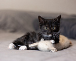 Кошки в Видном: Котенок девочка бесплатно Девочка, Бесплатно - фото 4