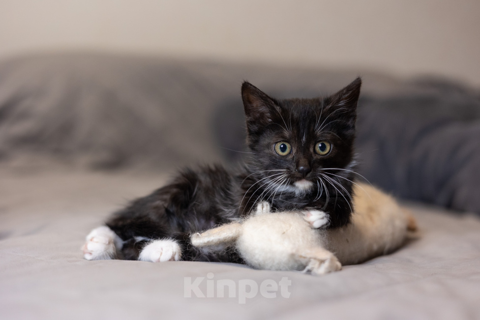 Кошки в Видном: Котенок девочка бесплатно Девочка, Бесплатно - фото 4