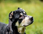 Собаки в Видном: Алабай Несси, 2 года Девочка, Бесплатно - фото 2