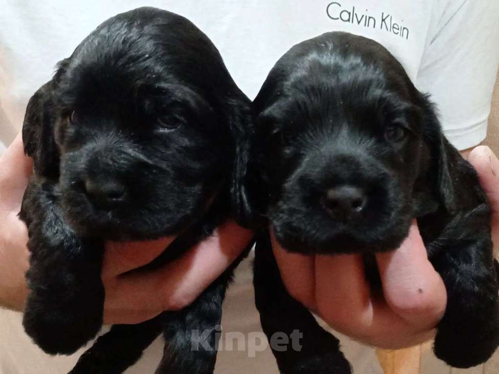 Собаки в Омске: Русский спаниэль Девочка, 8 000 руб. - фото 2