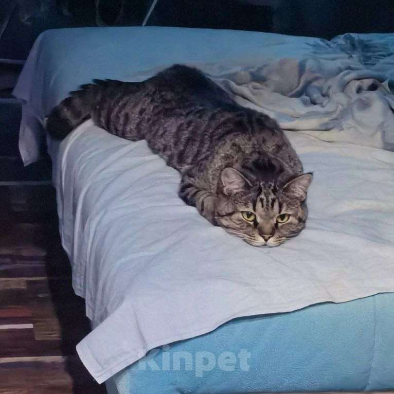 Кошки в Москве: Знакомьтесь, это Саня!  Мальчик, Бесплатно - фото 6