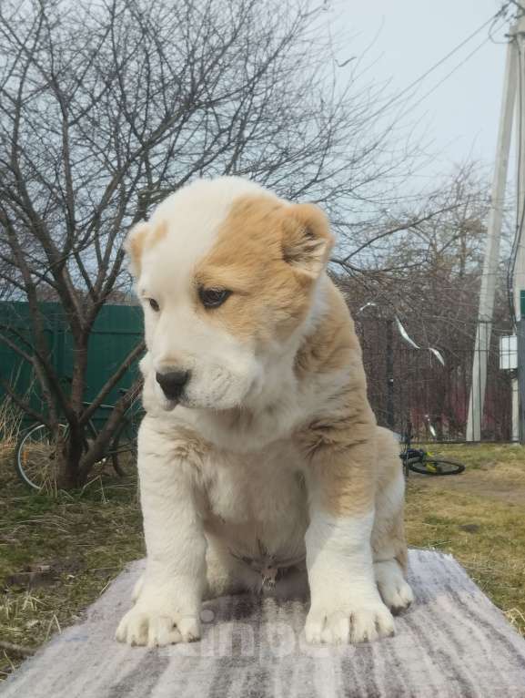 Собаки в Пскове: Щенок среднеазиатской овчарки Мальчик, 50 000 руб. - фото 1
