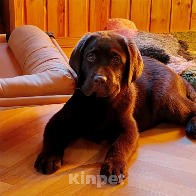 Собаки в Санкт-Петербурге: Щенки лабрадора ретривера  Девочка, Бесплатно - фото 3