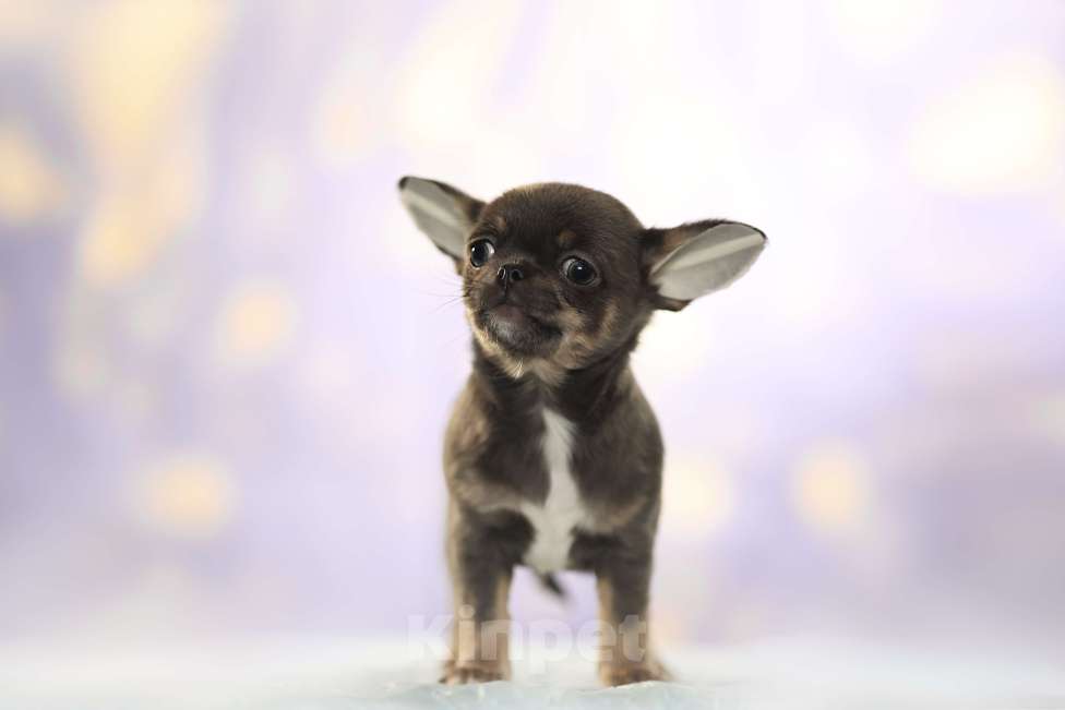 Собаки в Самаре: Чихуахуа мальчик Мальчик, 100 000 руб. - фото 4