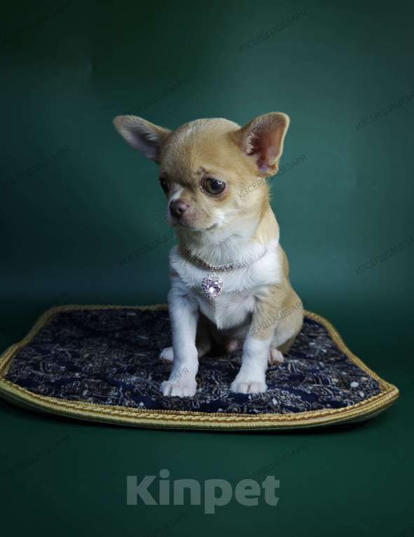 Собаки в Москве: Мини мальчик с лиловым носиком Мальчик, 40 000 руб. - фото 9