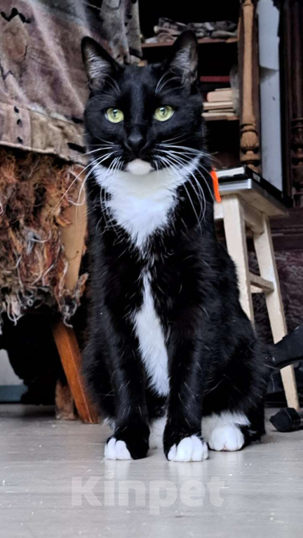 Кошки в Москве: Кеша внесет распорядок в вашу жизнь Мальчик, Бесплатно - фото 2