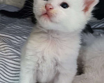 Кошки в Севастополе: Мэйн-кун полидакт котенок Мальчик, 35 000 руб. - фото 2