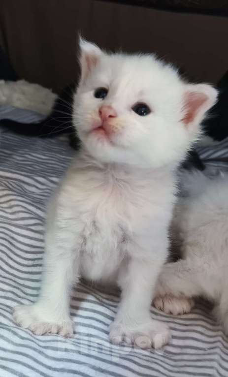 Кошки в Севастополе: Мэйн-кун полидакт котенок Мальчик, 35 000 руб. - фото 2