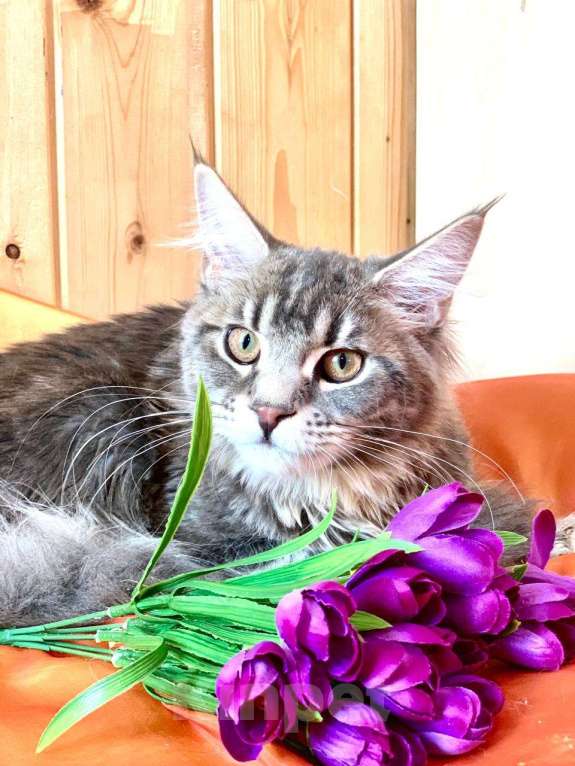 Кошки в Челябинске: 🔥🔥🔥 КОТЕНОК МЕЙН-КУН ДЕВОЧКА Девочка, Бесплатно - фото 6